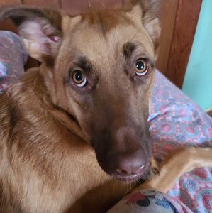 Meet your Posher, Dawn